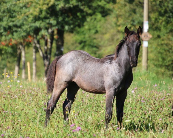 horse Wimpys Dunit Twisten (Quarter Horse, 2024)