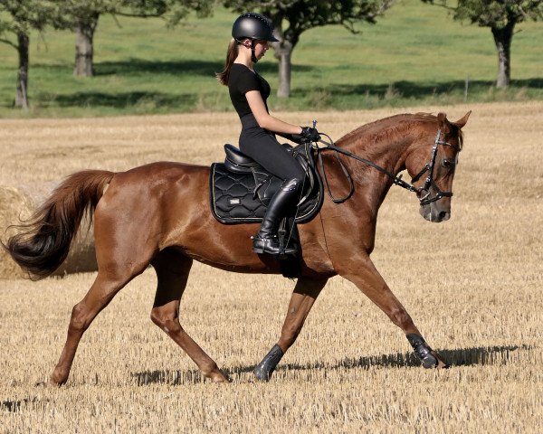 dressage horse Maja (German Warmblood, 2010)