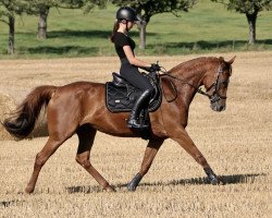 dressage horse Maja (German Warmblood, 2010)