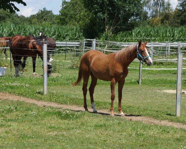 horse AM Prodigious (Quarter Horse, 2023)
