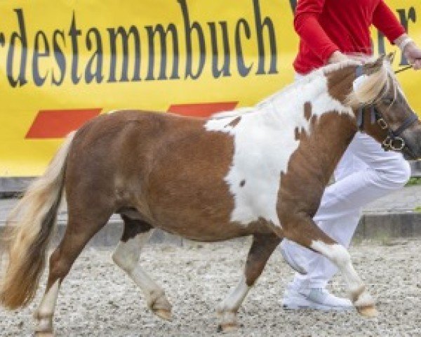 broodmare Niederbroks Rubina (Shetland pony (under 87 cm), 2021, from Hummer van Stal Polderzicht)