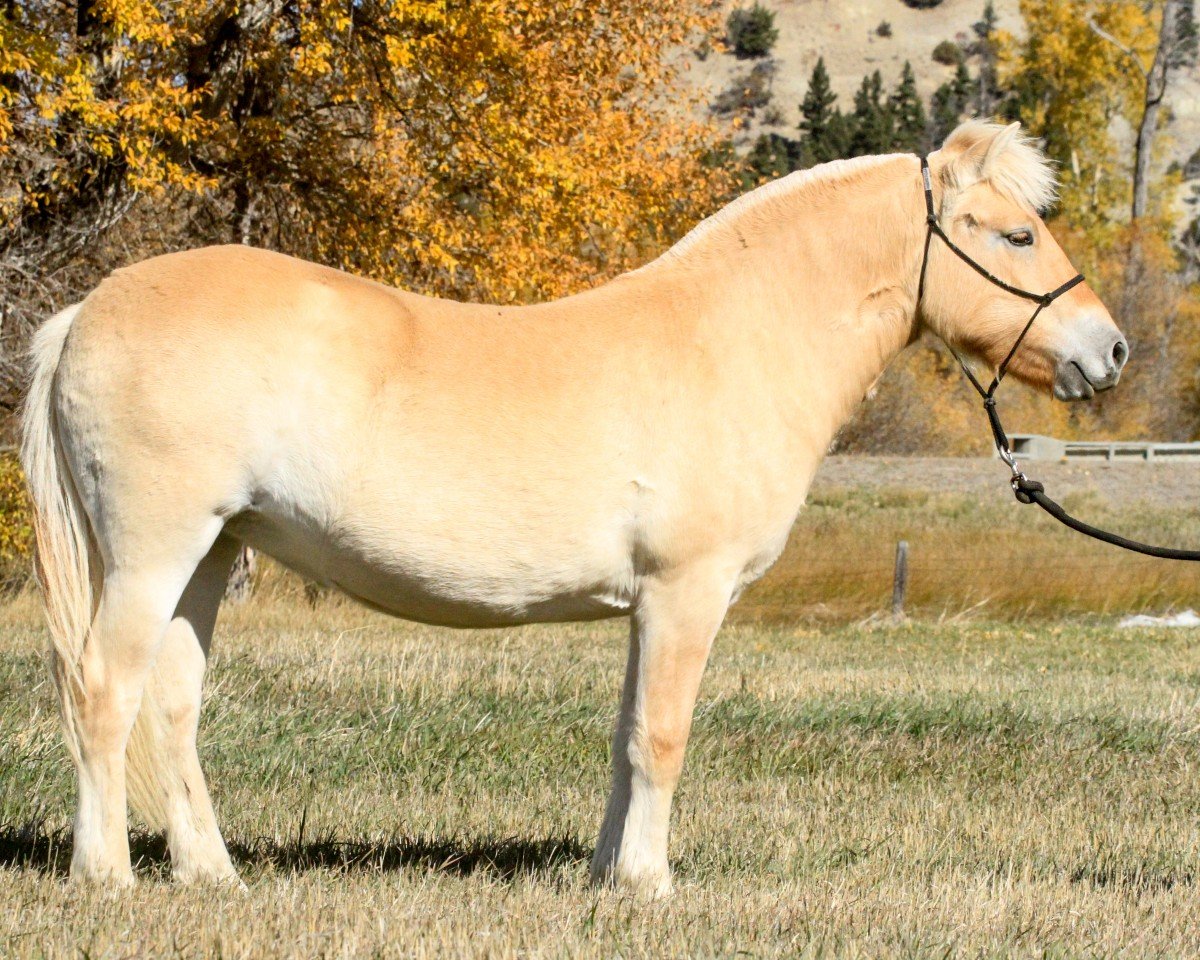 Pferd Sunnyside Smedsmo's Talene (Fjordpferd, 2021, von Smedsmo Gråen N-96-2695)