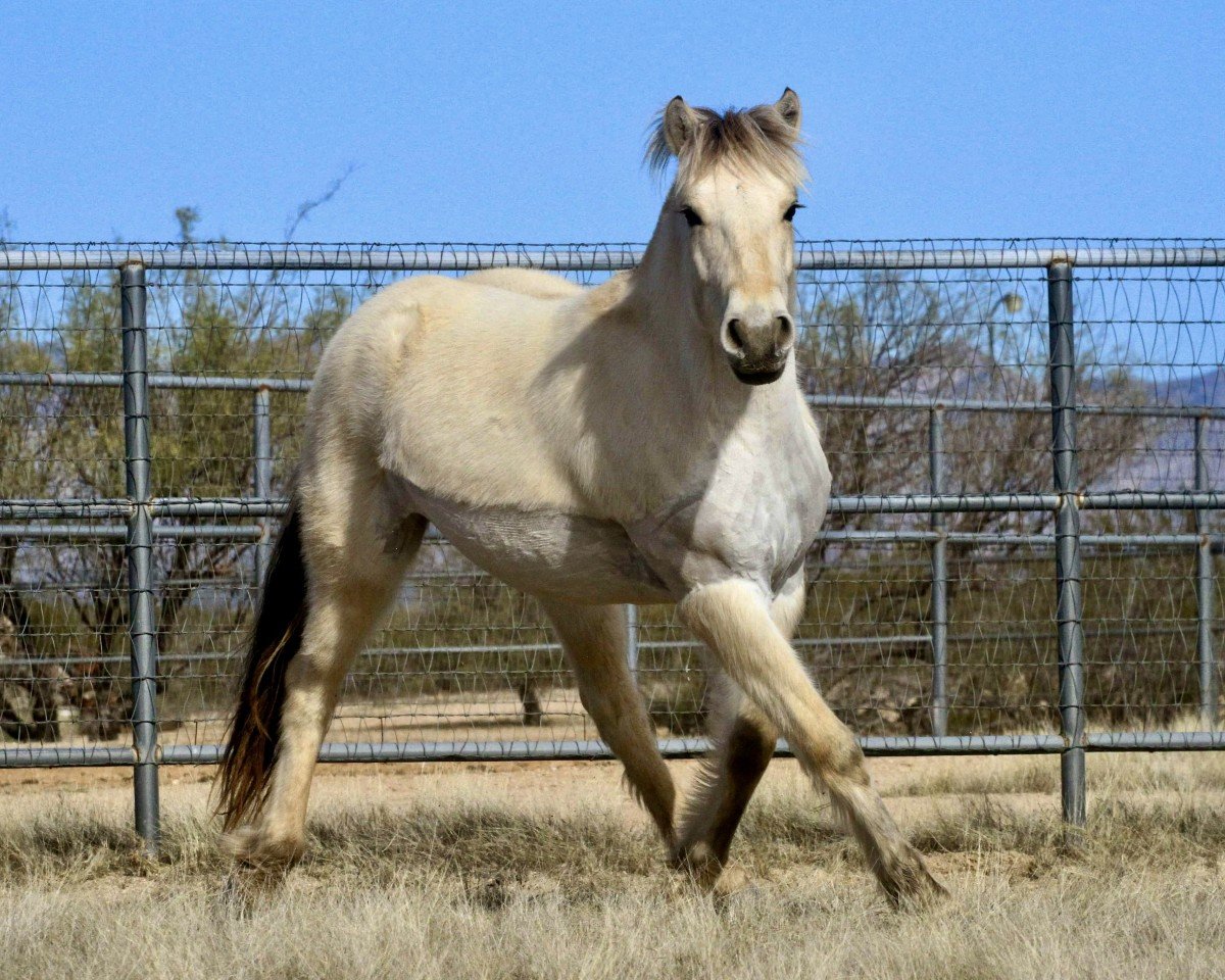 horse Whispering Winds Tora Bastiansdatter (Fjord Horse, 2021, from Bastian vom Oderhaff)