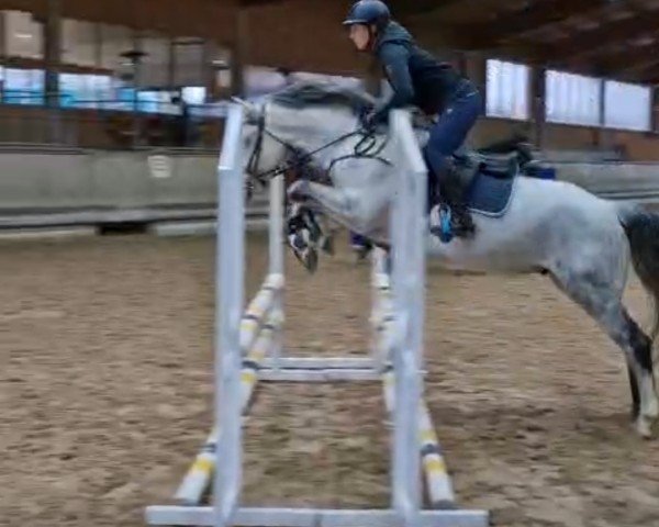 Cavallo da Dressage Mr. Snowman 3 (Pony Connemara, 2018, di Glencarrig Joe)