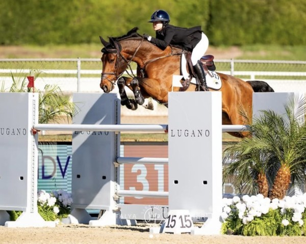 jumper Broereman van de Lentamel Z (Zangersheide riding horse, 2014, from Bentley van de Heffinck)