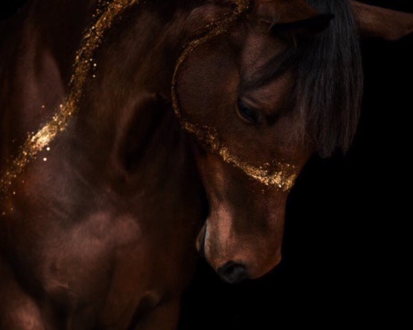 horse Novabell (German Riding Pony, 2019, from Nemax)