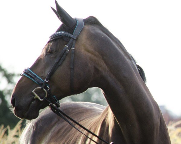 horse Montezuma (Westphalian, 2006, from Montendro)