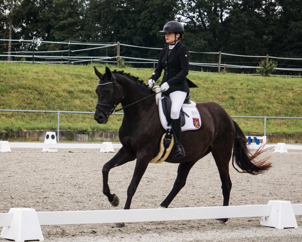 Dressurpferd Sunshine 568 (Württemberger, 2007, von Sir Alfred)