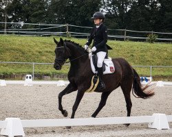 dressage horse Sunshine 568 (Württemberger, 2007, from Sir Alfred)