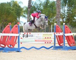 jumper Mastermind 111 Z (Zangersheide riding horse, 2017, from Shadowfax 111)