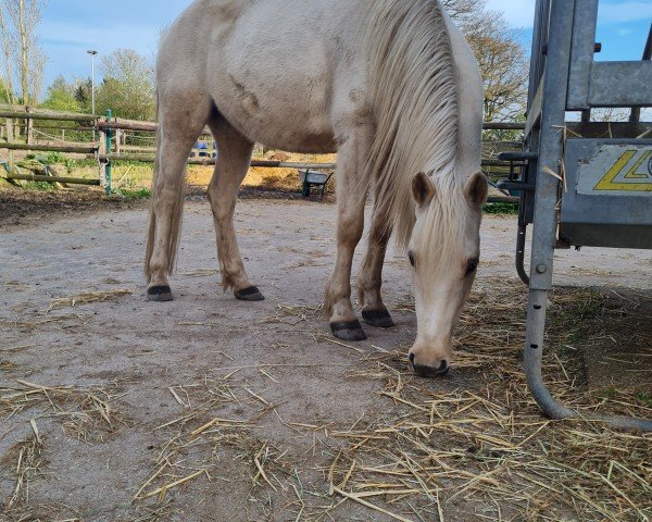 horse Dancing Sunlight J (German Riding Pony, 2016, from Dating AT NRW)
