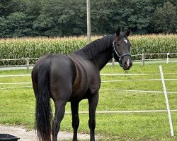 Pferd Solero TH (Westfale, 2022, von Salitos)