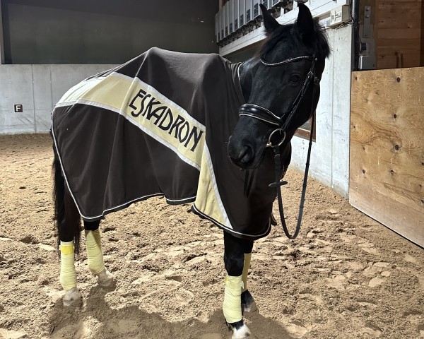 horse RPZ Destavio (German Sport Horse, 2016, from Destano)