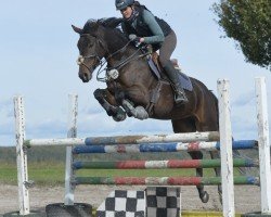 jumper Susi Sonnenschein S (German Sport Horse, 2020, from Stakkato)