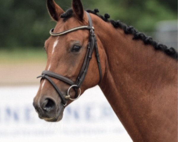 jumper Electra DKG (Holsteiner, 2012, from Lantino 25)