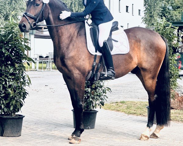 horse San Domino Mio (Oldenburg, 2020, from Santo Domingo)