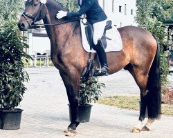horse San Domino Mio (Oldenburg, 2020, from Santo Domingo)