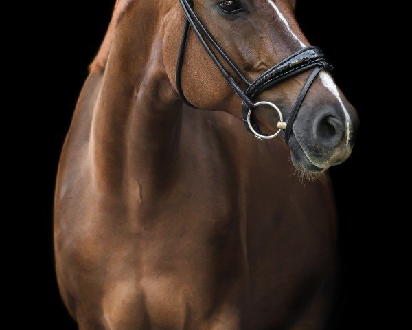 dressage horse Best of Willi (Hanoverian, 2011, from Bonifatius)