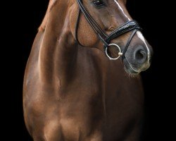 dressage horse Best of Willi (Hanoverian, 2011, from Bonifatius)