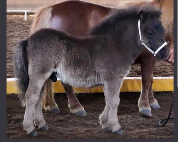 Deckhengst Sir George (Shetland Pony (unter 87 cm), 2022, von Halstock Silver Birch)