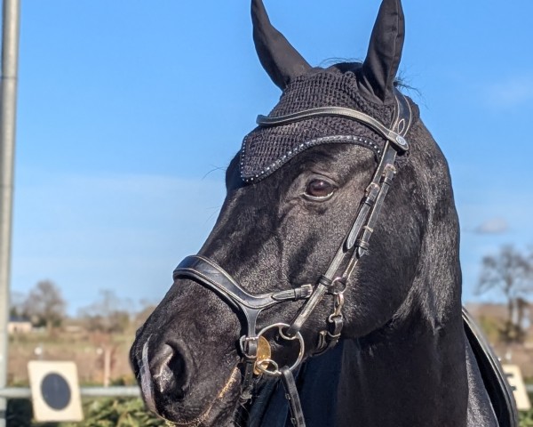 Pferd Feiner Karl (Oldenburger, 2018, von For Final)