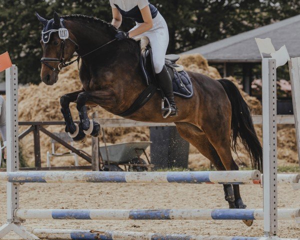 Springpferd Velvet (Deutsches Reitpony, 2007, von Vivaldi)