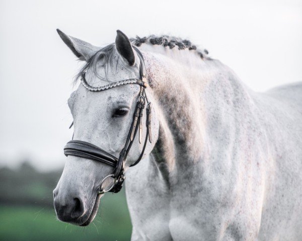 broodmare La Jolie 90 (Trakehner, 2012, from Singolo)