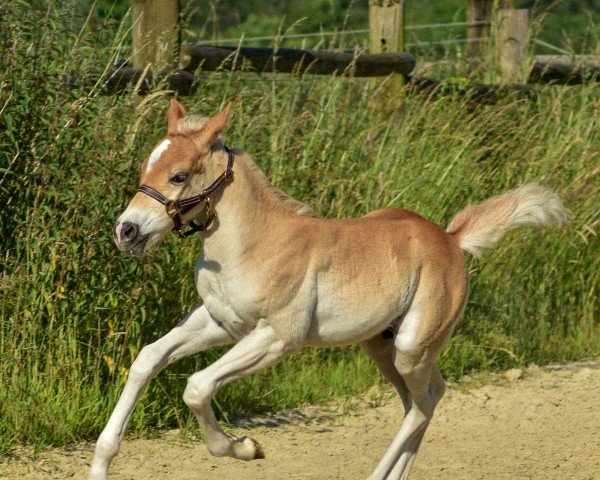 horse Continentals Captain Chaos (Quarter Pony, 2024)
