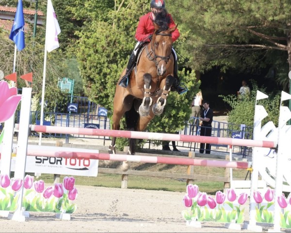 horse Ganesh-Vitz (Lusitano, 2013, from Godsend du Reverdy)