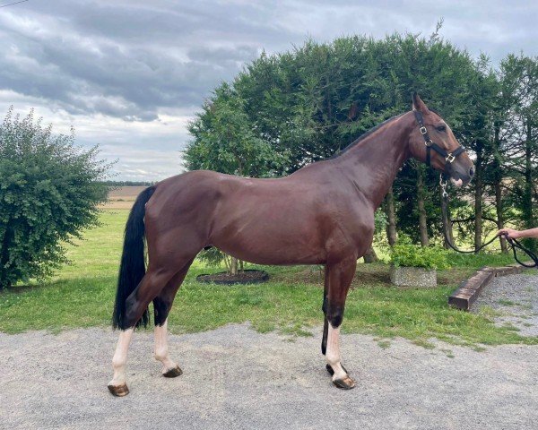 horse TELSTAR VD BISSCHOP (Belgian Warmblood, 2019, from Bisquet Balou C)