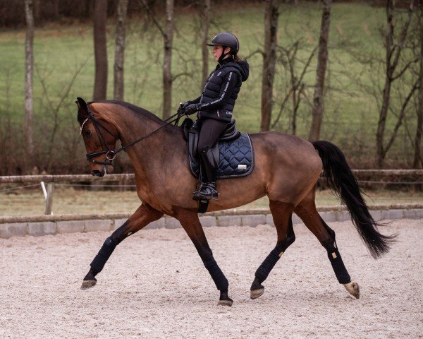 Pferd Birkhof's Velocity (Deutsches Sportpferd, 2019, von Vitalis)