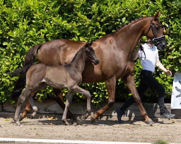 horse Lithium (Trakehner, 2024, from Finckenstein TSF)