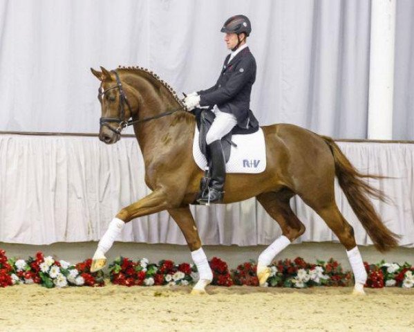 stallion KK Segantini (Westphalian, 2011, from Silbermond)