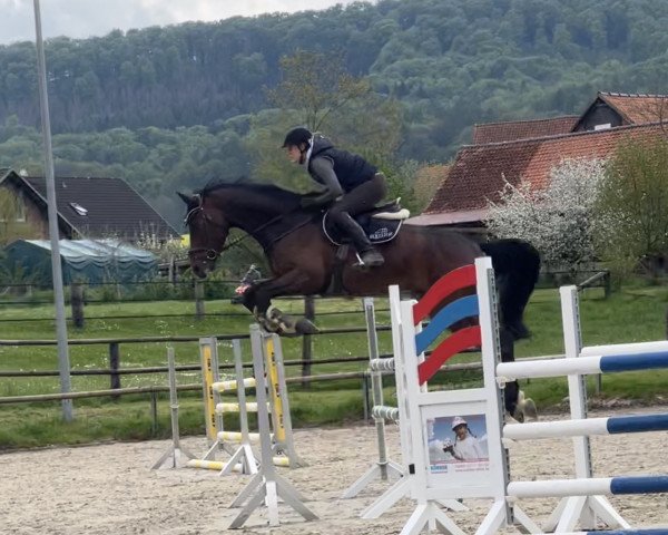 jumper Anderson Air (Holsteiner, 2015, from Adagio de Talma)