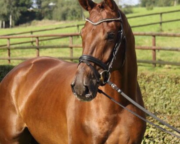 dressage horse Blériot (Hanoverian, 2013, from Belissimo NRW)