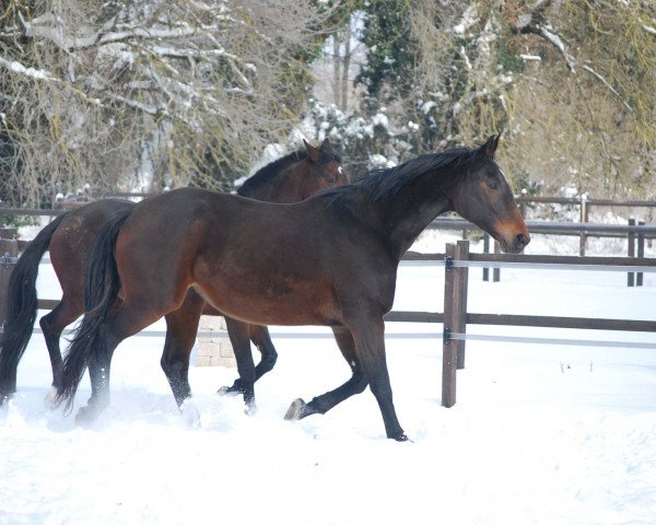 broodmare Comtesse des Prés (Westphalian, 2003, from Charming 8)