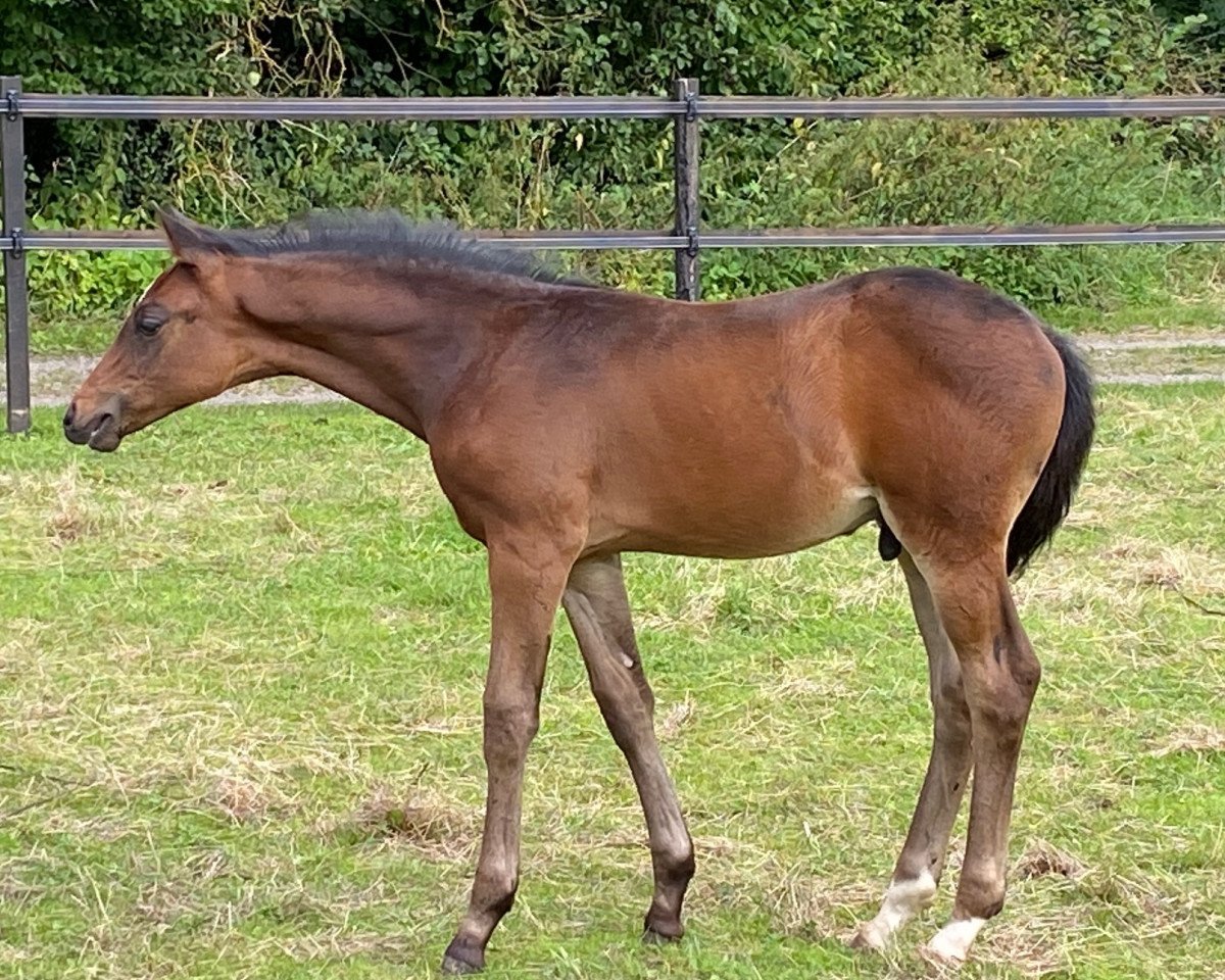 horse High Chaparrals Harry Potter (Hanoverian, 2021, from Zauberlehrling PS OLD)
