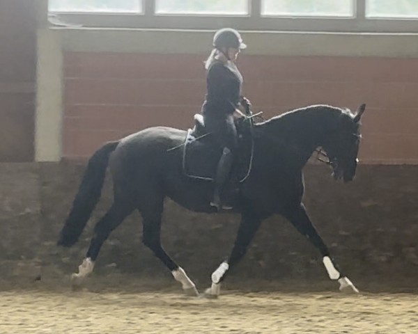 Pferd Maidens Blush (Dänisches Warmblut, 2018, von Blue Hors Fifty Cent)