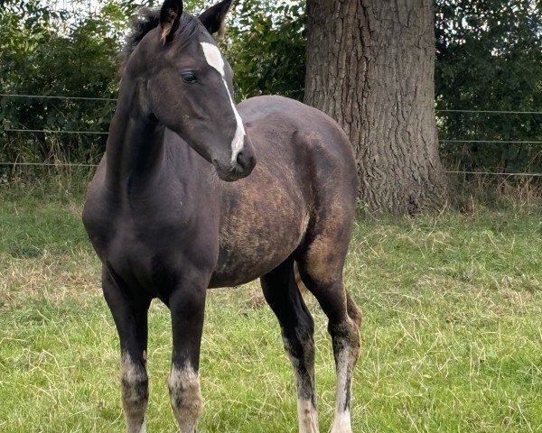 horse Shining Smilla (German Riding Pony, 2024, from Neverland WE)