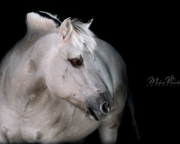 Pferd Jolina 13 (Fjordpferd, 2007, von Jokum)