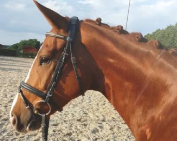 horse Schabernack 32 (Westphalian, 2013, from Sir Heinrich OLD)