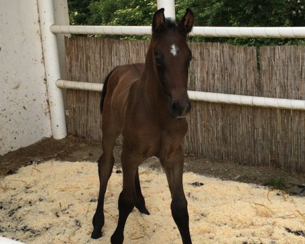 horse Croissant (Holsteiner, 2019, from Catch)