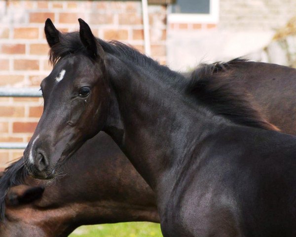 Dressurpferd Da Vico (Westfale, 2021, von Valido's Grey L'Amour G)