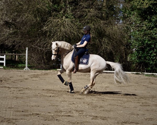 stallion G-Der kleine König (German Riding Pony, 2006, from Golden Game Boy)