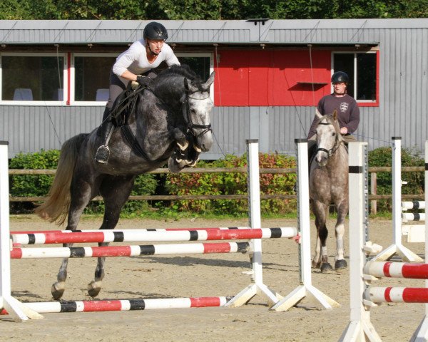 broodmare Cäthe Schätzchen (Hanoverian, 2015, from Cristallo I)