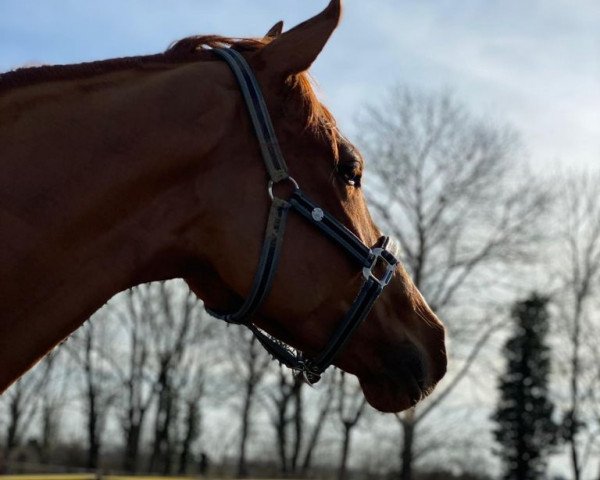 jumper Amazing Amigo (German Sport Horse, 2016, from All Music)