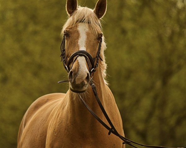 horse Loreley (Oldenburg, 2002, from don rubin)