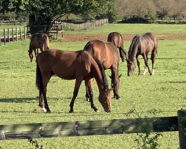 horse Crescendo del Monte (Hanoverian, 2023, from Chubakko)