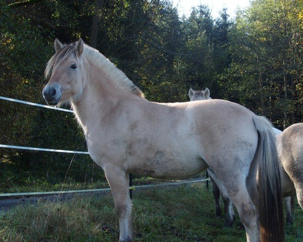 broodmare Fine (Fjord Horse, 2022, from Vacceur)