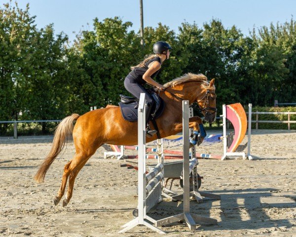 dressage horse Viabella 3 (Westphalian, 2012, from Vivaldi) dressage horse Viabella 3 (Westphalian, 2012, from Vivaldi)